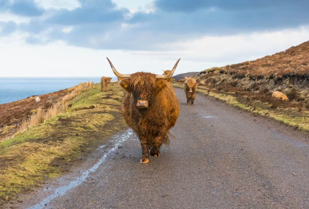 Whisky Route #1: A Whisky Tour Accross Scotland’s North Coast 500 [NC500]